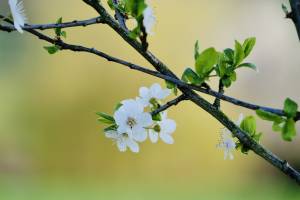 Arbre en fleurs : Arbre en fleurs, fleurs blanches, campagne, Vendée