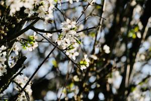 Arbre en fleurs : Arbre en fleurs, campagne vendéenne, fleurs blanches