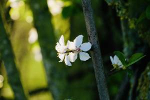 Petites fleurs blanches : Fleurs blanches, arbre en fleurs, campagne