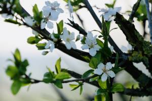 Arbre en fleurs : Arbre en fleurs, campagne, Vendée