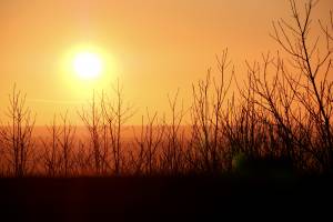 Le Bois de la Folie : Bois de la Folie, Pouzauges, Coucher de Soleil