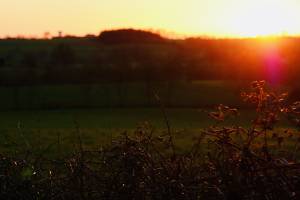 Coucher de Soleil : Coucher de soleil, Campagne, Vendée, champ, ronces, talus