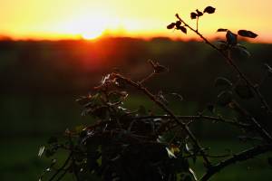 Coucher de soleil : Coucher de soleil, ronces, campagne, Vendée