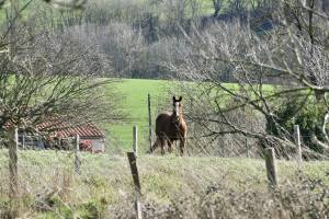 Cheval au Pré : Cheval, campagne, champ