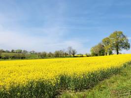 Champ de Colza : Champ, Colza, campagne vendéenne