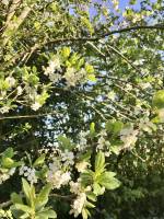 Fleurs de Mirabelles : Fleurs de Mirabelles, mirabelles, fruitier