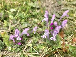 Petites Fleurs ? : Petites fleurs, dune, fleurs sauvages