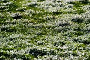 Gelée blanche ? : Gelée blanche, herbe, champ