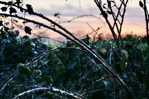 Ronces Givrées : Ronces givrées, coucher de soleil, pluies verglaçantes