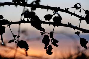 Coucher de soleil : Coucher de soleil, Ronces, Campagne