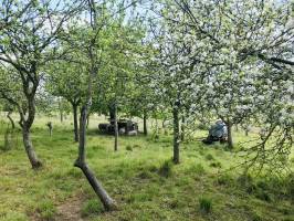 Le Printemps : Arbres fruitiers, campagne, moutons, champ, tonneau d’eau