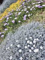 Parterre de fleurs : Parterre de fleurs, butte de terre, jardin