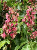 Arbre fleuri : Arbre fleuri, fleurs roses