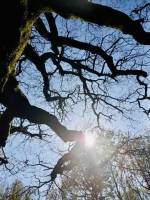 Vieux Chêne : Vieux Chêne, branches, arbre