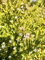 Buisson fleuri : Buisson fleuri, petites fleurs blanches