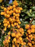 Berberis Linearifolia «Orange King » : Berberis Linearifolia «Orange King », arbustes, petites fleurs orangées