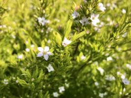 Buisson fleuri : Buisson fleuri, petites fleurs blanches