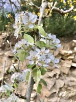 Arbre fruitier : Arbre fruitier, arbre fleuri, fleurs blanches