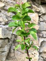 Arbre fruitier : Arbre fruitier, Printemps, Bourgeons roses