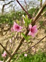 Fleurs de Pêcher : Fleurs, Pêcher