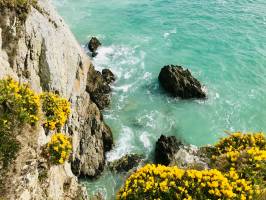 Plage de l’Île Vierge : Plage de l’Île Vierge, Crozon, Finistère, Ajoncs, Falaises, mer turquoise