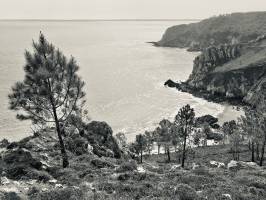 Crozon : Crozon, Finistère, Pins, Falaises, Noir et Blanc