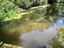 La Sèvre Nantaise : La Sèvre Nantaise, orties, moulin, herbes aquatiques