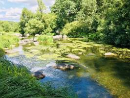 La Sèvre Nantaise : La Sèvre Nantaise, rochers, herbes aquatiques