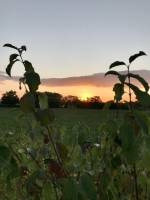 Coucher de soleil : Coucher de soleil, Fruitier, champ d’herbe, le Boupère