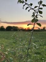 Coucher de soleil : Coucher de soleil, Fruitier, champ d’herbe, le Boupère