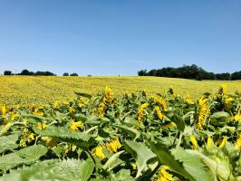 Champ de Tournesols ? : Champ de Tournesols, fleurs, Vendée