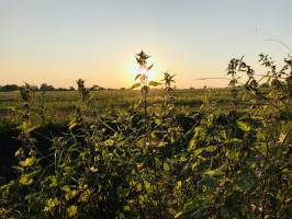 Orties : Orties, Coucher de Soleil, Champs d’herbes