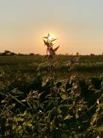 Orties : Orties, Coucher de Soleil, Champs d’herbes