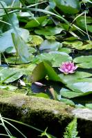 Nénuphar rose : Nénuphar rose, plante aquatique, bassin