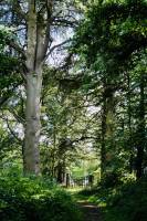 Le Parc de la Barbinière : Le Parc de la Barbinière, Saint-Laurent-Sur-Sèvre, Cèdre, barrière en bois, Bois