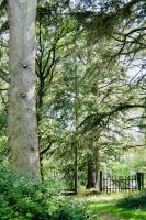 Le Parc de la Barbinière : Le Parc de la Barbinière, Saint-Laurent-Sur-Sèvre, Cèdre, barrière en bois, Bois