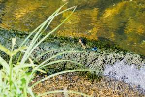 Couleuvre et Libellule : Couleuvre, Libellule bleue, Sèvre Nantaise