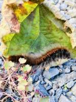 Grosse chenille ? : Grosse chenille noire et marron, macrothylacia rubi, chenille du bombyx de la ronce