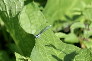 Libellule bleue clair : Libellule bleue clair, Sèvre Nantaise, Herbes sauvages