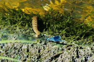 Couleuvre et Libellule : Couleuvre, Libellule bleue, Sèvre Nantaise