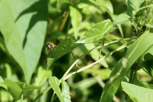 Mouche Abeille ? : Mouche Abeille, Syrphe, hoverflies, insecte