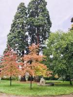 Meule en pierre : Meule, Jardin des Plantes, Rouen, Arbres