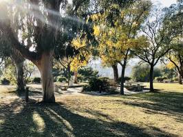 Aire de Repos : Aire de Repos, Cannes, Eucalyptus