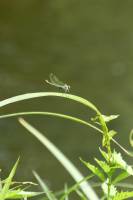 Libellule Verte : Libellule, Herbes sauvages, Sèvres Nantaise