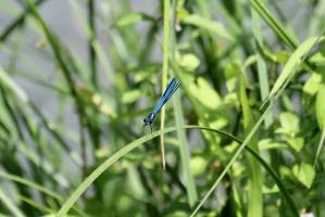 Libellule bleue : Libellule, Herbes sauvages, Sèvres Nantaise