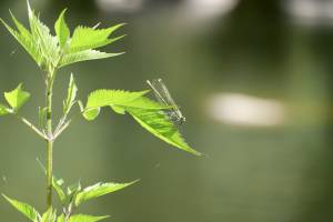 Libellule Verte : Libellule, Herbes sauvages, Sèvres Nantaise