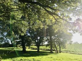 Vieux Chênes : Vieux Chênes, champ d’herbe, campagne