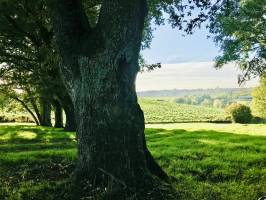 Vieux Chênes : Vieux Chênes, champ d’herbe, campagne