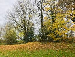 L’Automne : Automne, Feuilles mortes, arbres, le Pin, Deux-Sèvres