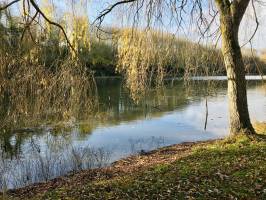 Le Pin : Le Pin, parc, lac, arbres, automne, feuilles mortes, saule pleureur